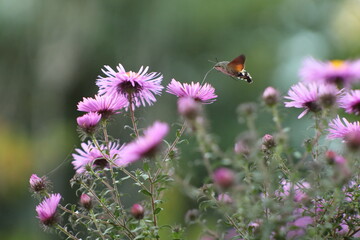 Hawk moth flying over purple flowers