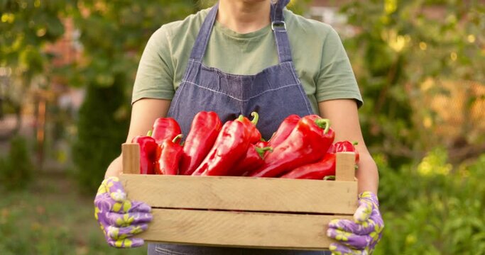 A young female farmer carries a wooden box of red peppers at sunset