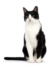 Black and white house cat, sitting facing front, looking beside camera, isolated on a white background