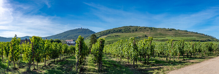 Rodern, France - 09 04 2023: Alsatian Vineyard. Panoramic view of the Haut-Koenigsbourg castle, forests and vineyard fields all around and Saint-Hypolyte village. - obrazy, fototapety, plakaty