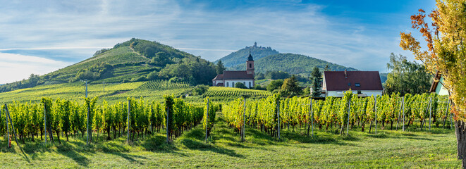 Orschwiller, France - 09 04 2023: Alsatian Vineyard. Panoramic view of the Haut-Koenigsbourg castle, forests and vineyard fields all around and Orschwiller village. - obrazy, fototapety, plakaty