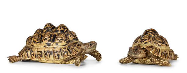 Male and female Leopard Tortoise aka Stigmochelys pardalis, standing side ways and facing front. Looking to each other. Isolated on a white background.
