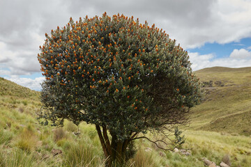 Arbol de Qeu&ntilde;a