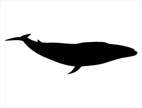 Whale silhouette vector art white background