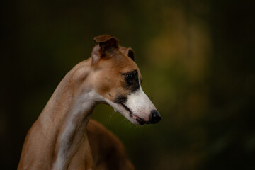 Głowa whippeta charta angielskiego © ZiraPhoto