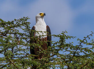Fish eagle
