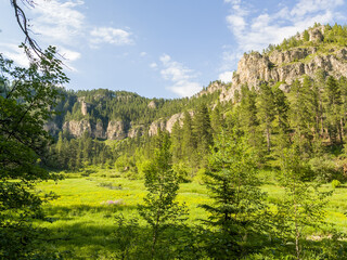 Tranquil Wilderness: Mountain Landscape with Pine Forest and Spring Meadow