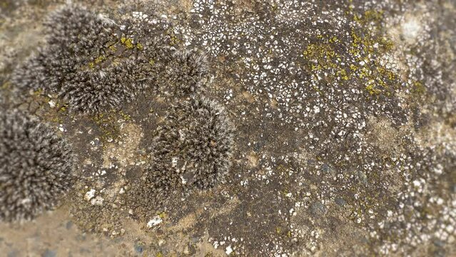 Lichenized fungi in close-up. Stone moss, close-up view