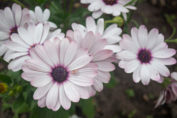 White and purple African daisy flowers