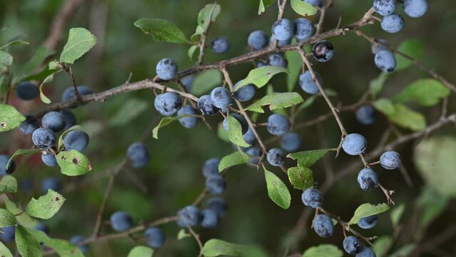 Blackthorn, prunus spinosa. Prunus spinosa, called blackthorn or sloe, Suitable for canned food, but tart enough for food. 