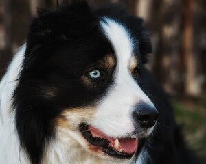 a dog that has a different eye each,  a dog with a blue eye, big dog