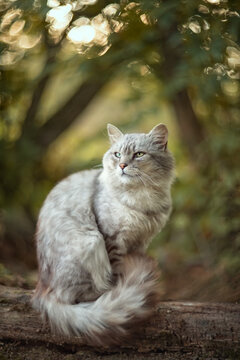 Photo of a gray cat in nature.