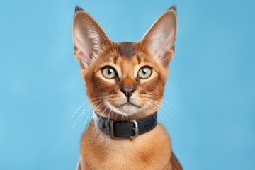 Fototapeta premium Lifestyle portrait photography of a cute caracal cat wearing a bell collar against a soft blue background. With generative AI technology
