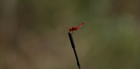 dragonfly on a wire in the morning light, closeup of photo.