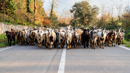 Wide flock of goats walking on a car road in the hour before sunset
