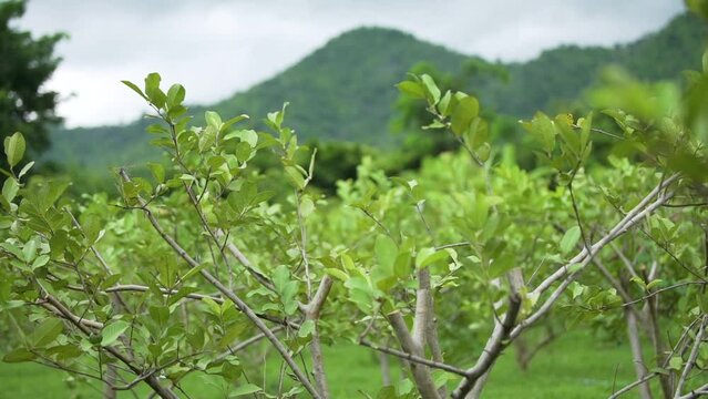 The leaves of the guava trees in the garden are swaying in the wind