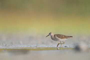 The ruff at sunrise, fine art portrait in the autumn season (Calidris pugnax)