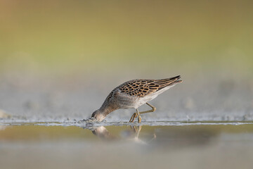 With the head in the mud, the Ruff male at hunt of preys (Calidris pugnax)