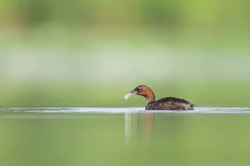 Hunting in the wetlands, the little grebe with shrimp in the beak (Tachybaptus ruficollis)