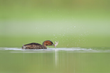The little grebe with shrimp in the beak, fine art portrait (Tachybaptus ruficollis)