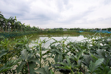 Vegetable on fish pond dike