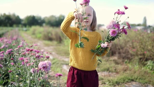 Adorable girl picking beautiful chrysanthemum flowers on farm