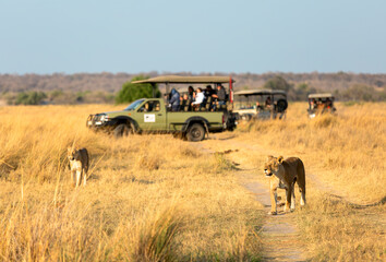 Lionesse walk along the road against the background of a car with tourists. Africa. - obrazy, fototapety, plakaty
