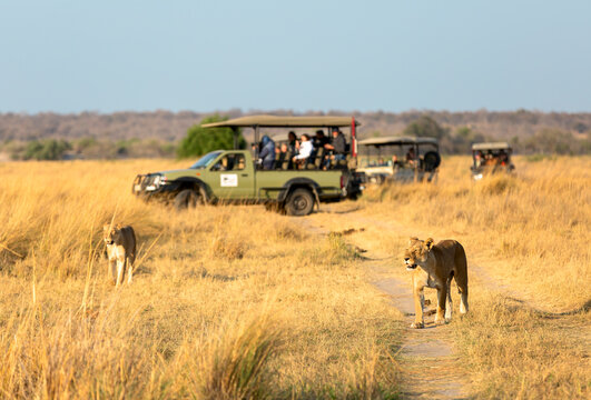 Fototapeta Lionesse walk along the road against the background of a car with tourists. Africa.