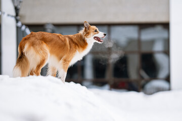 Dog Portrait - Young Red Border Collie Staying outdoors at winter season