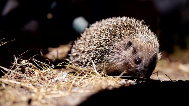 European hedgehog or common hedgehog wild animal life 