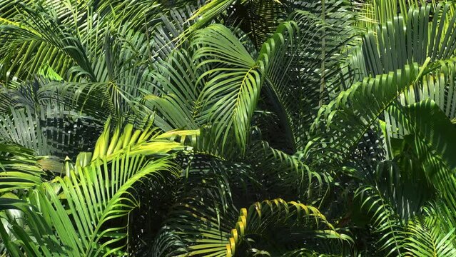 Tropical greenery leaves background. Green palm leaves. Exotic plants and nature