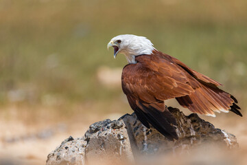 Brahminy kite, bird of prey in Dhanushkodi, Tamilnadu, India. specie Haliastur indus