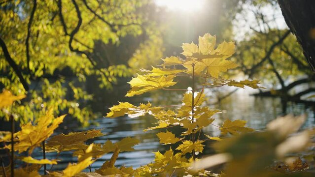 Bright autumn landscape of yellow maple leaves swaying in the wind against the backdrop of a lake and the sun