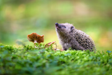Portrait of a European hedgehog in the forest on moss and leaves.