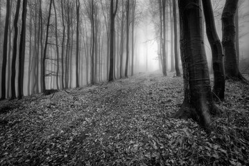 Forest road in the foggy of beech forest