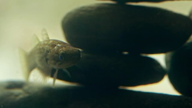 Mangrove rivulus or mangrove killifish in murky underwater waiting in ambush 