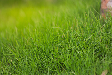 green grass texture.