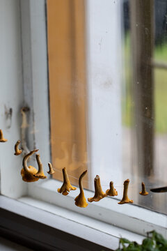 Dried Chanterelles in the windowsill. Seasonal Decor for Autumn. Country house decor
