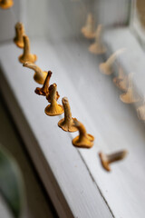 Chanterelles drying. Seasonal home decor and food prep for winter