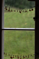 Chanterelle foraging. Chanterelles drying in the window