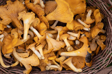 Basket full of Chantarelles. Autumn in Finland. Mushroom picking
