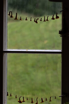 Chanterelle foraging. Chanterelles drying in the window