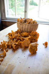 Chanterelle foraging. Load of Chanterelles for cooking