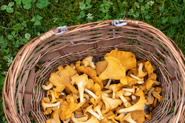 Basket full of Chanterelles. Autumn in Finland. Mushroom picking