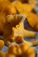 Close up of chanterelle. Chanterelle foraging. Autumn in Finland. Mushroom picking