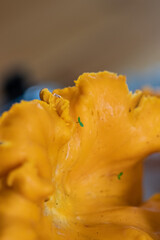 Close up of chanterelle. Chanterelle foraging. Autumn in Finland. Mushroom picking