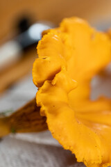 Close up of chanterelle. Chanterelle foraging. Autumn in Finland. Mushroom picking