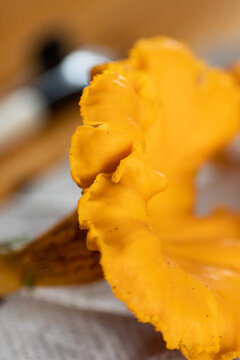 Close up of chanterelle. Chanterelle foraging. Autumn in Finland. Mushroom picking