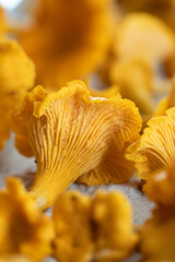 Close up of chanterelle. Chanterelle foraging. Autumn in Finland. Mushroom picking