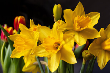 Obraz premium A bouquet of bright yellow daffodils. Flower background. Easter concept. Selective focus